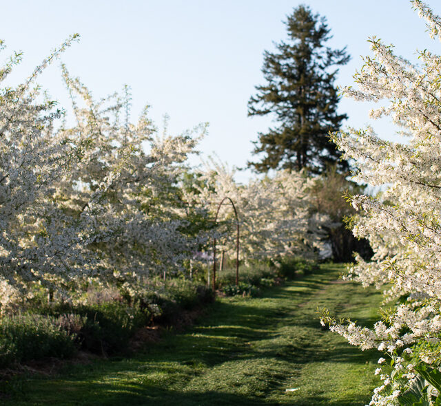 Crabapple trees in full bloom in the field at Floret