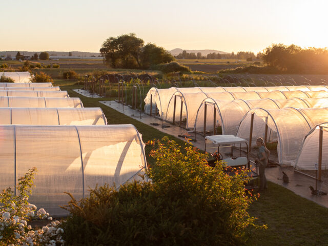 Overhead view of rows of hoop houses at Floret