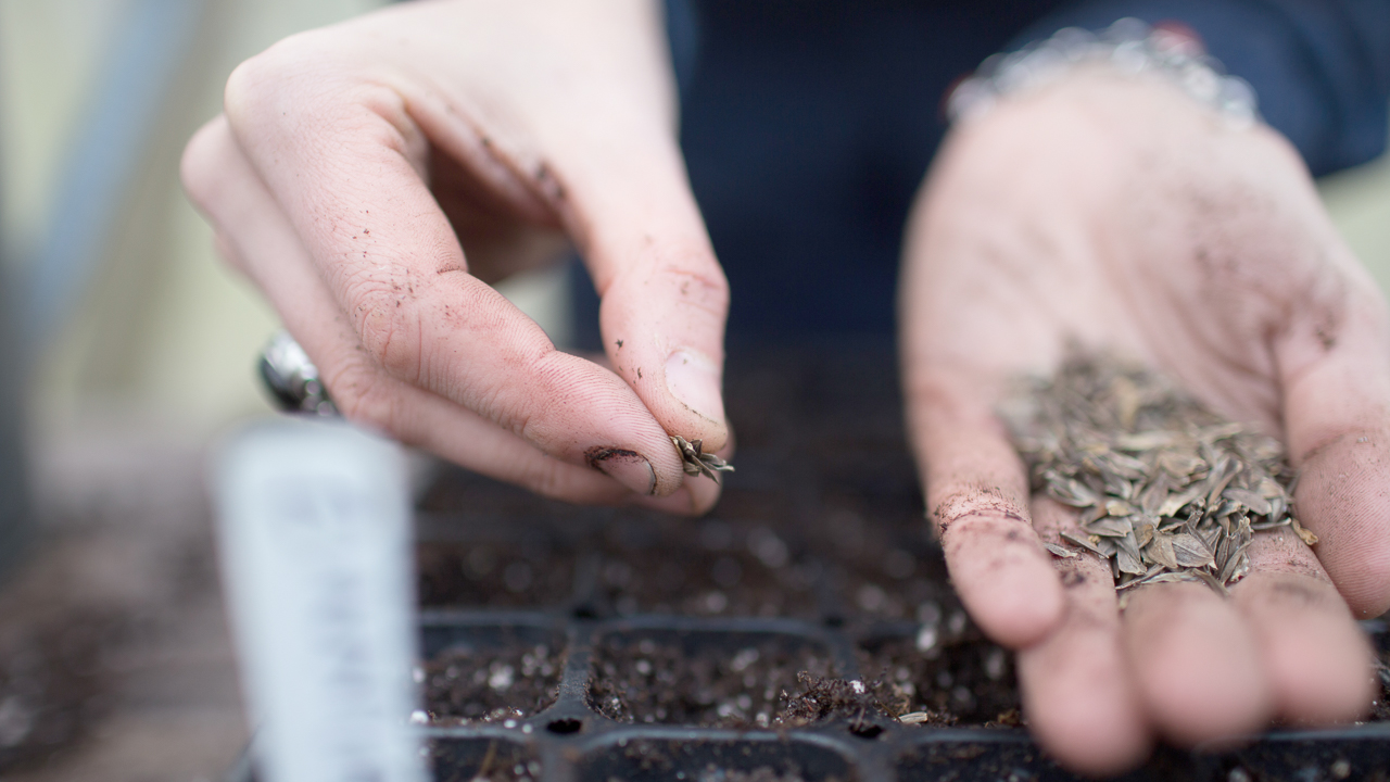 Close up of hands placing seeds in soil in a seed-starting tray