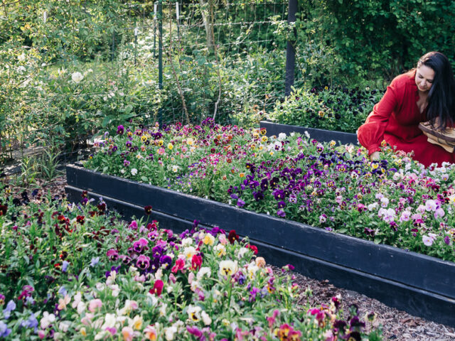 Brenna Estrada harvesting pansies in her garden