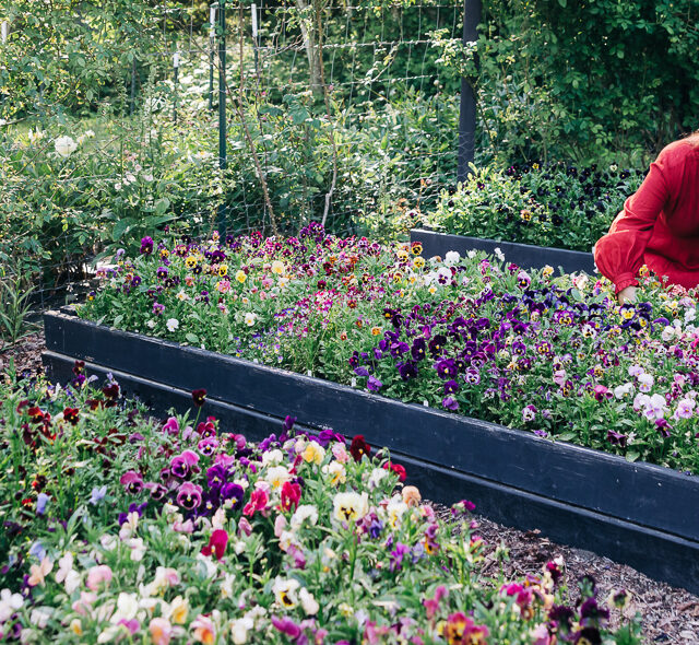 Brenna Estrada harvesting pansies in her garden