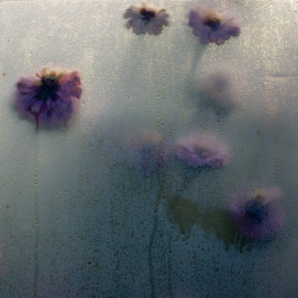 Zinnia blooms pressed against the wall of a greenhouse